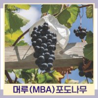 포도나무 묘목 MBA 머루포도 삽목1년생 뿌리 특묘 3개