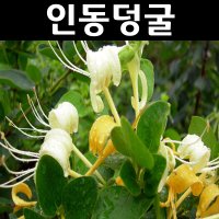 흰인동덩굴(인동초) 포트묘 5개/야생화 덩굴식물 울타리  5개