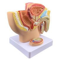인체 해부 신체 모형 남성 여성 비뇨기 생식기 단면 구조 교육용 교구