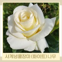 장미나무 묘목 사계넝쿨장미 키1m 포트묘 1개