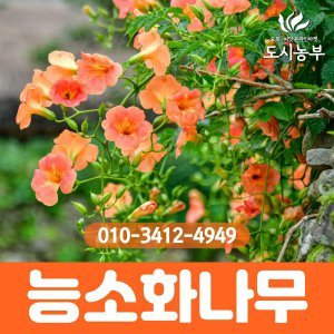 능소화 최저가 가성비상품