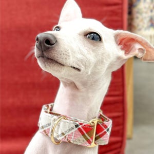 화이트앤레드 마틴게일 강아지 목줄 , 다하운드 (Dahound)