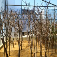 [꽃나무] 왕벚나무 직경 2~3cm 묘목 벚꽃나무