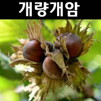 개량개암/평오 나무 묘목 8년생 결실주 분묘1개/유실수 과실수