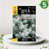 설악초씨앗 30립 설악초 꽃씨앗 관산용 꽃씨 야생화