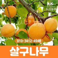 살구나무 나무 묘목 B360 떡살구 도시농부