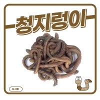 청지렁이 일반지렁이 낚시미끼용 학습용지렁이 실습용  아이스박스포장