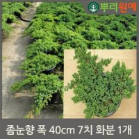 좀눈향 7치 화분 1개 cid