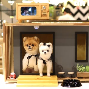 원목 강아지집🐶 예쁜강아지집, 쟁부리우드