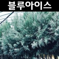 블루아이스 묘목 H80cm~1.0m 화분1개/정원수 조경수