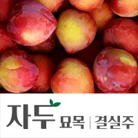 경민농원 자두나무결실주 대왕 추희 대석 바이오체리 로얄대석