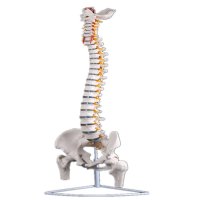 인체 척추뼈 모형 척추뼈대 골반 근육 모델 실험실