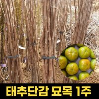 태추단감 묘목 1주 과일나무 단감나무 유실주 접목