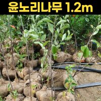 꼭지윤노리나무 윤노리 1 2m 나무