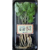 1년 새싹인삼 오르삼 공중재배 새싹인쌈 스마트 농업 Smart Farm Ginseng Sprout 1년근 20g 1개