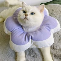 수진 귀여운 꽃잎디자인 고양이용 대형넥카라 L 상처보호