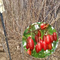 왕보리수결실주 3년생 1주 보리수결실주 왕보리수나무묘목 열매