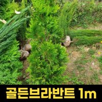 스카이로켓 1 5m 향나무 포트묘 적송소나무 향나무묘목