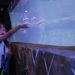 [QR코드 입장] 푸트라자야 IOI 시티 몰 IOI 시티 팜 입장권