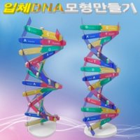 뉴 DNA 입체 모형 만들기 10인용