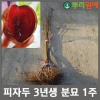 자두 나무- 피자두 3년생 분묘 1주 hsc