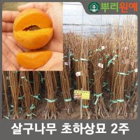 살구 나무-초하상묘 2주 hsc