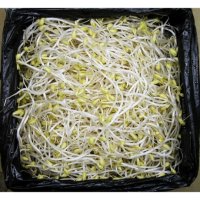 꼬불꼬불 곱슬이콩나물 1kg