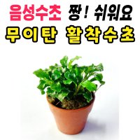 [수초스토어] 부세파란드라 웨이비그린 포트 음성 수초 / 골든나나 콩나나 활착 유목 구피 새우 어항 쉬운 은신처 부세 풍성한 흑사 무이탄 치어 베타 열대어