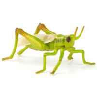 생태교육 3D입체 곤충완구 메뚜기모형 아이자연학습