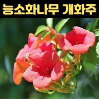 능소화나무 1 2m 개화주 분묘 능수화 조경 묘목