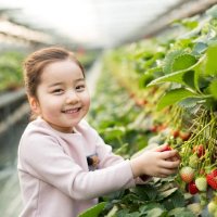 [경기/양평] 양수리 메아리농장 딸기체험+딸기500g제공