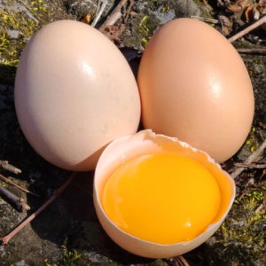 청정 제주에서 자란 토종 구엄닭 유정란 20구