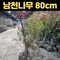 남천나무묘목 남천나무 울타리 나무 묘목 조경 정원 마당