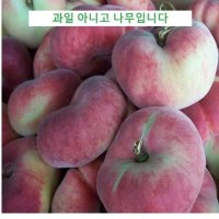 묘목 반도 복숭아 거반도 접목 2년 NS081