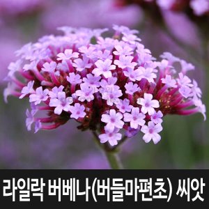 버들마편초 최저가 가성비상품