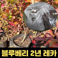 블루베리나무 2년생 레카 블루베리묘목 토양 피스모스12L