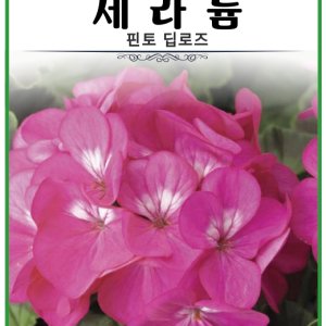 제라늄 핀토 딥로즈 5립 화단용꽃씨 음지식물 베란다 발코니