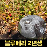 블루베리나무 2년생 듀크 블루베리토양 피스모스12L