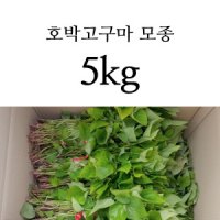 해남 호박고구마모종 5kg