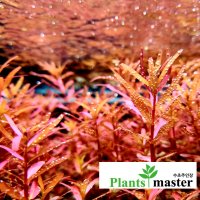 로탈라 블러드 레드 Rotala Blood 10 5촉 레드