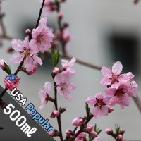 E007 피치블라썸 Peach Blossome 프래그런스오일 캔들 디퓨저 향수