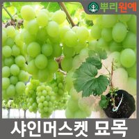 포도나무묘목 망고청포도 샤인머스켓묘목