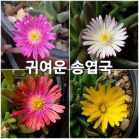 미니송엽국  10포트