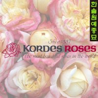 유럽독일 사계장미 Kordes 넝쿨 덩굴 정원 화단 장미 나무  09. 라리사(화단)  1개