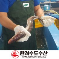 통영 장어1kg 생강채 바다장어 양념장 과 함께 집에서장어구이[아나고 붕장어 (대)]  중5-7미(손질후 머리와뼈포함750g내외)