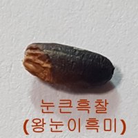 [찰흑미] 눈큰흑찰(왕눈이흑미) 가바흑미 안토시아닌 기능성쌀 유색미 1kg 3kg 산지직송 흙사랑농장 모이랑  왕눈이흑미 3kg  1개