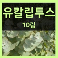 허브씨앗 모음 바질 페퍼민트 라벤더 레몬밤 캣닙 타임 마가렛 카모마일 호로파 회향 히솝 보리지 벨가못 세이보리 마조람 식용허브 꽃 씨 종자 파종 재배 키우기 모음  29.유칼립투스