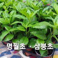 명월초/당뇨초/삼풍초  5포트