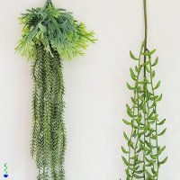 식물시간 립살리스 콩선인장 조화 인테리어 소품 에어플랜트 공간 장식  Rhipsalis