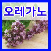 허브씨앗 모음 바질 페퍼민트 라벤더 레몬밤 캣닙 타임 마가렛 카모마일 호로파 회향 히솝 보리지 벨가못 세이보리 마조람 식용허브 꽃 씨 종자 파종 재배 키우기 모음  18.오레가노씨